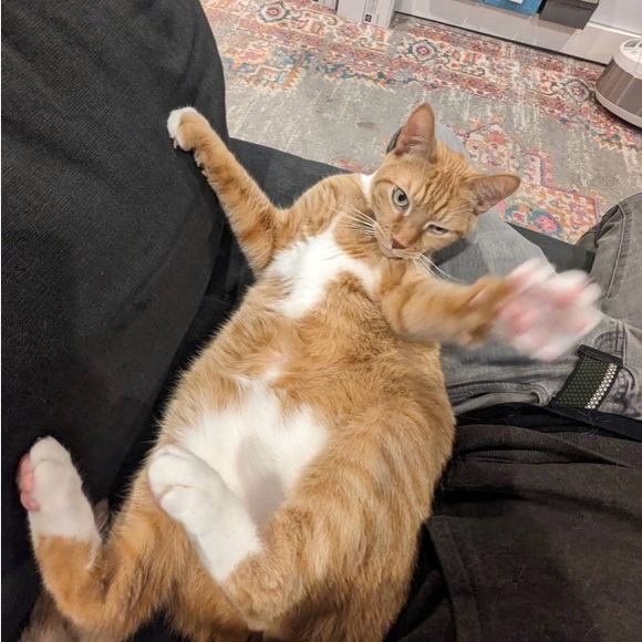 Meet your Posher, Kim - Picture 4 of 8